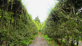 Forest maze, Forest, maze, hiking, nature, tree HD wallpaper