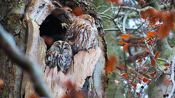 Owls in Winter, nature, leaves, snow, tree HD wallpaper
