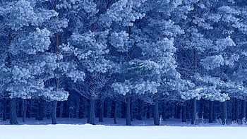 Winter, blue, white, manitoba, tree, iarna, snow, canada, forest HD wallpaper