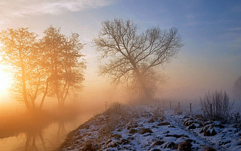 Nature, Grass, Snow, Wood, Tree HD wallpaper