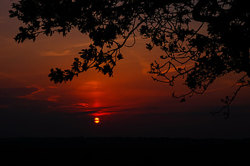 Nature, Sunset, Horizon, Branch, Cloud HD wallpaper