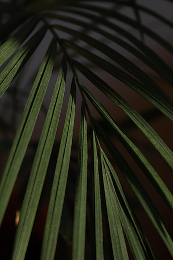 Macro, Palm, Sheet, Leaf, Branch HD phone wallpaper