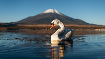 Mute Swan, animal, mute, swan, bird HD wallpaper