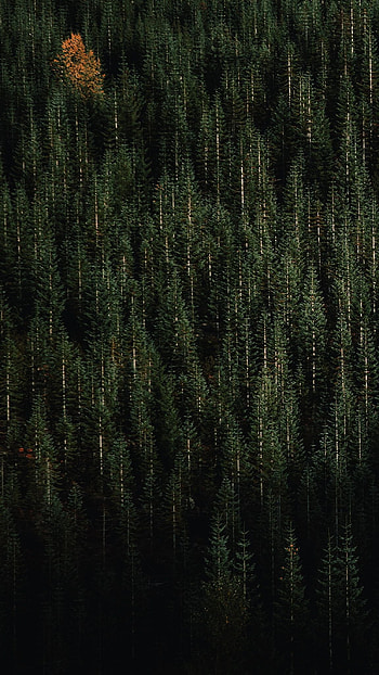 Cedar Tree, Evergreen , Nature's serenity, Chopped and screwed HD phone wallpaper