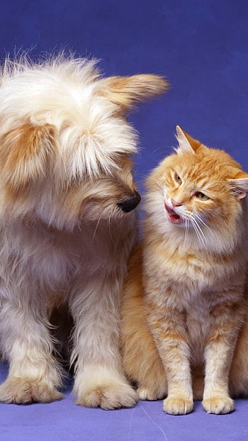 Cat And Dog, Animals, Background HD phone wallpaper