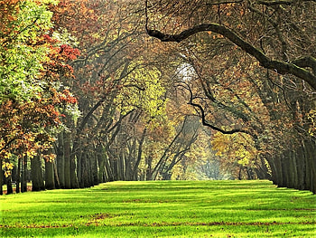 City park, trees, autumn, city, park HD wallpaper