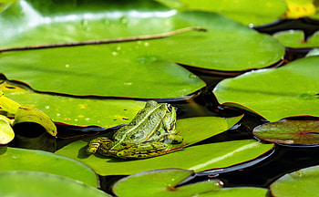 Animals, Leaves, Frog, Egg Capsule, Kubshka HD wallpaper