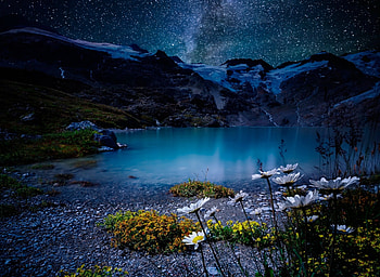 Night Sky, Nature, stars, Night, Sky, tree HD wallpaper