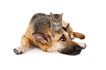 The best mattress for a kitten, dog, kitten, animal, white, cute, pisica, couple, funny, caine HD wallpaper