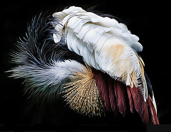You cant see mee, black, beut, feathering, charm HD wallpaper