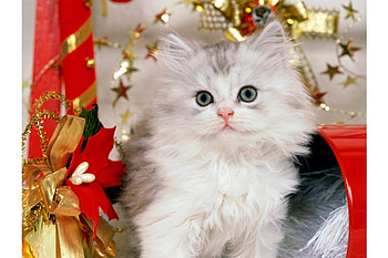 white kitten on christmas, kitten, white, kitty, cute, cat, nice, animals, christmas, red HD wallpaper