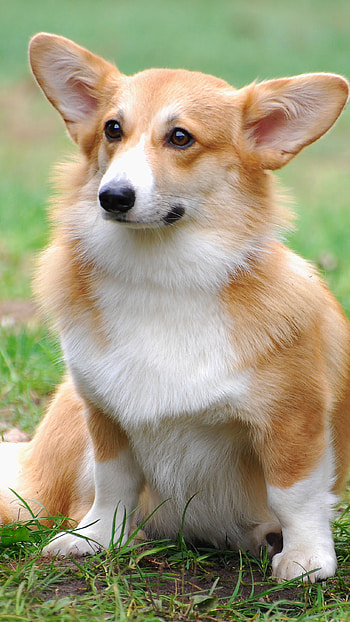 Dogs, Corgi Dog HD phone wallpaper