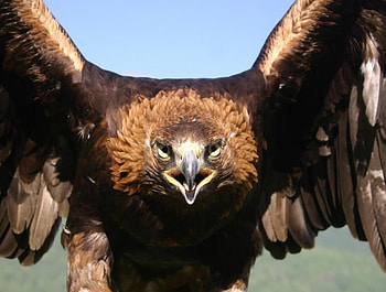 eagle, mongolia, flying, wild HD wallpaper
