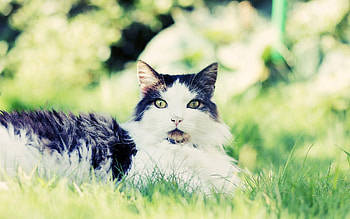 Animals, Grass, Sit, Cat, Fluffy, Fright, Waiting, Expectation HD wallpaper