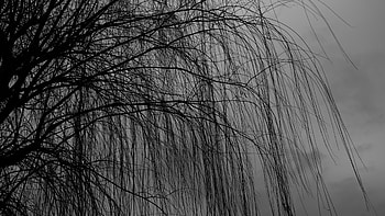 willow tree, Nature's elegance, Branches in darkness, Serene atmosphere HD wallpaper