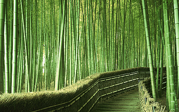 bamboo , Striking background, Captivating , Bamboo elegance HD wallpaper