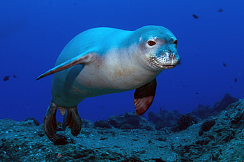 seal , Animal lover's delight, Close-up view, Quirky animal art HD wallpaper