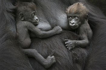 Siblings, Gorillas HD wallpaper