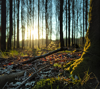 Nature, Trees, Leaves, Forest, Moss, Sticks, Stick HD wallpaper