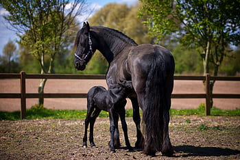 A black horse with a young foal in a rural pasture setting during a sunny day. HD wallpaper