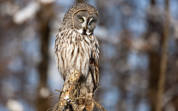 Animals, Owl, Bird, Predator HD wallpaper