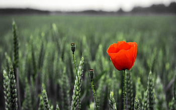 Flowers, Summer, Blur, Smooth, Field, Ears, Spikes, Poppy HD wallpaper