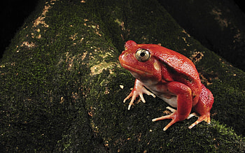 Animals, Color, Moss, Unusual, Frog HD wallpaper