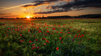 Sunset Poppy Field, Field, Nature, Poppy, Sunset HD wallpaper