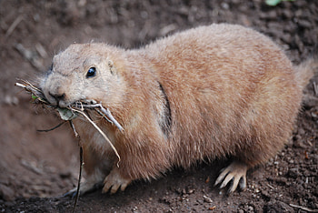 Animals, Muzzle, Branches, Meerkat, Surikat, Prairie Dog, Steppe Dog HD wallpaper