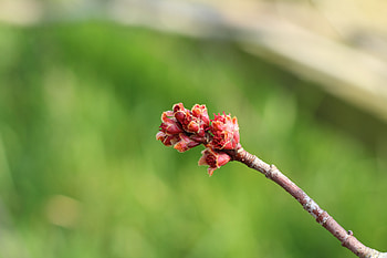 Macro, Wood, Tree, Branch, Spring, Kidney, Kidneys HD wallpaper