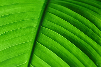 Macro, Sheet, Leaf, Stripes, Streaks, Veins HD wallpaper