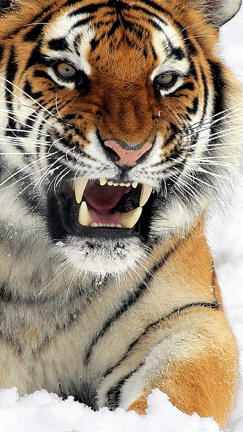 Tiger power and strength, Sunlit wilderness moments HD phone wallpaper