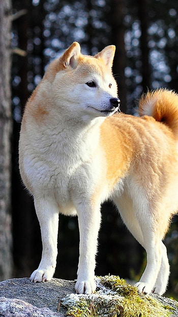 Akita inu , top backgrounds HD phone wallpaper