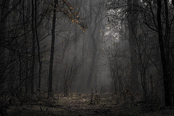 Nature, Trees, Autumn, Forest, Fog, Branches HD wallpaper