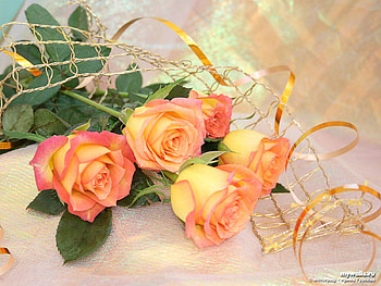 rose, nector, multicoloured, flower HD wallpaper