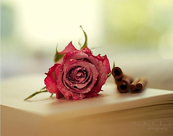 Rose, soft, abstract, flower HD wallpaper