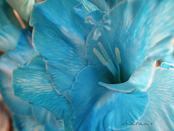 Flourishing Beauty, blue, inner, flower, floral, beauty HD wallpaper