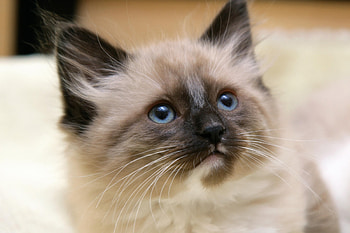 Animals, Fluffy, Kitty, Kitten, Muzzle, Sight, Opinion HD wallpaper