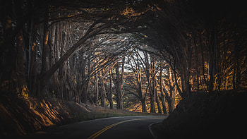 Fall Road Trees Landscape, nature, trees, landscape HD wallpaper