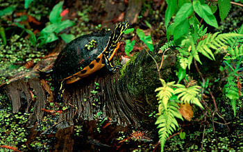 Animals, Grass, Leaves, Sit, Turtle HD wallpaper