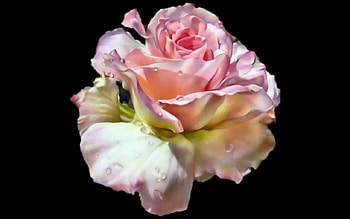 Beautiful Rose F, art, floral, romance, beauty, still life, artwork, rose, painting, flower, love, nature HD wallpaper