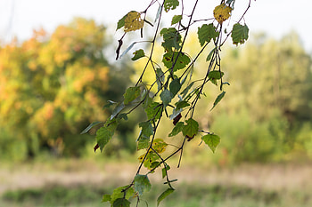 Birch Tree, Nature, Green, Growth HD wallpaper