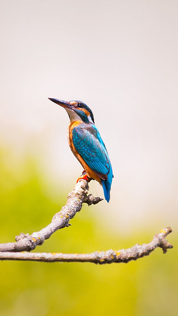 Kingfisher, Playful bird, Blurred background, Funny moments captured HD phone wallpaper