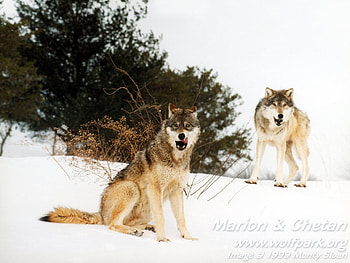Grey Wolves On A Snow Bank, grey wolves, wolves, animals, snow, marion the wolf, wolves in snow HD wallpaper