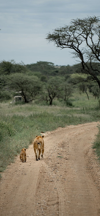 Tanzania, , Stunning ry, customization HD phone wallpaper