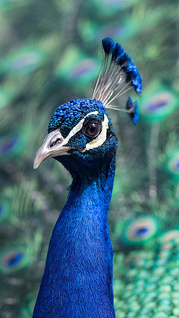 Bird nature, Blue peacock, , Stunning HD phone wallpaper