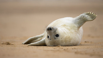 Grey seal pup on the beach of Norfolk, England, Animal, seal HD wallpaper