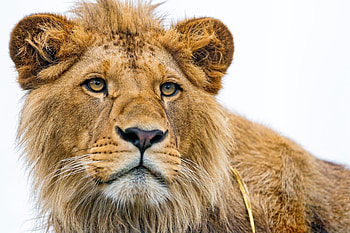 Animals, Young, Muzzle, Lion, Predator, Sight, Opinion HD wallpaper