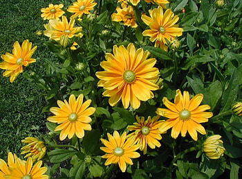 Flowers, Greens, Flower Bed, Flowerbed, Brightly, Sunny HD wallpaper