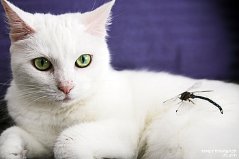 coexistance, animal, kitten, white, eyes, dragonfly, cute, cat HD wallpaper